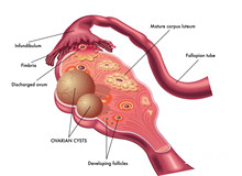 同房为什么不怀孕？有哪些原因造成？