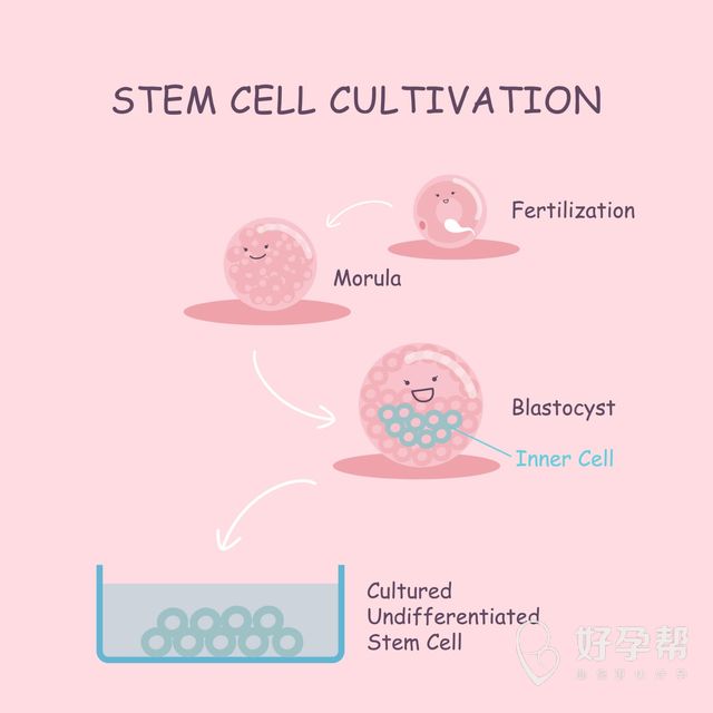 试管婴儿是有性生殖还是无性生殖？试管婴儿是什么技术？