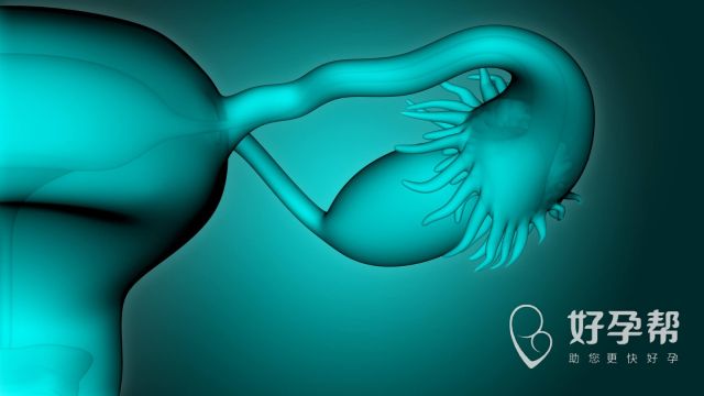 输卵管积水已经怀孕了？是否要处理？
