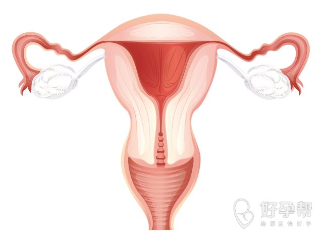 子宫内膜息肉为什么会出现？有哪些典型症状？