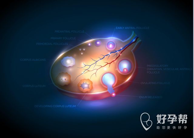 吃什么中药长内膜最快？子宫内膜薄应该选择什么中药？