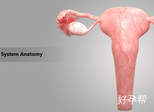 子宫内膜薄月经会推迟吗？子宫内膜薄如何调理月经？