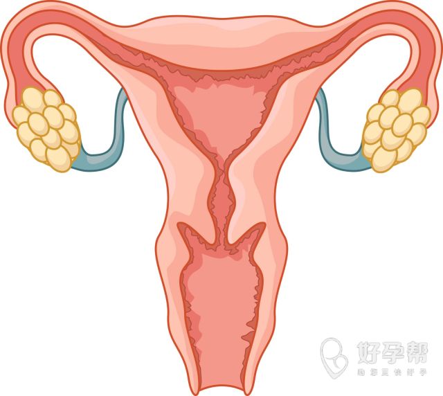 子宫肌瘤与性有关吗？子宫肌瘤与性生活有很大关系吗？