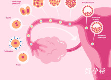 子宫前壁肌瘤影响怀孕吗？子宫腺肌瘤有什么危害？