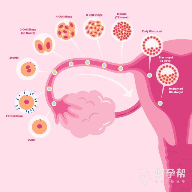 子宫前壁肌瘤影响怀孕吗？子宫腺肌瘤有什么危害？