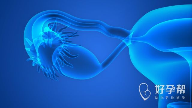 芬吗通能恢复卵巢功能？如何恢复卵巢功能？