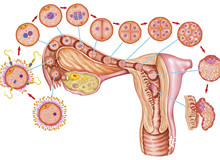 宫腔镜后出血越来越多是怎么回事儿？如何避免这种情况？