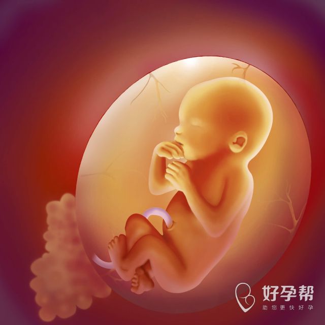 潍坊附属医院试管婴儿流程全面解析