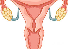 卵巢早衰怀孕的案例多吗？卵巢早衰要怀孕怎么办？