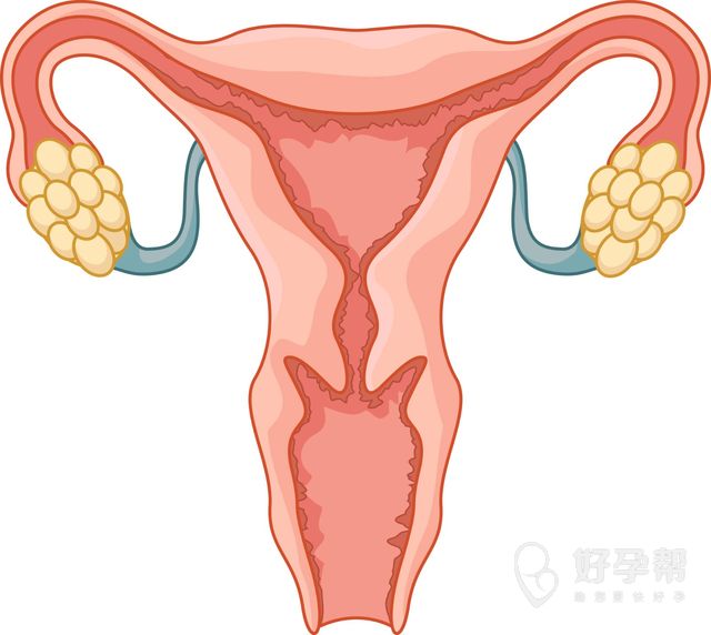 卵巢早衰怀孕的案例多吗？卵巢早衰要怀孕怎么办？