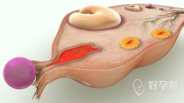 卵巢早衰排出的卵子质量好吗？如何提升卵子质量？