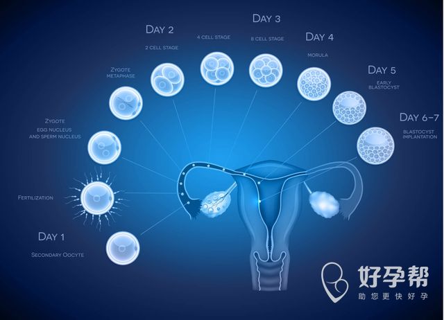 33岁做试管婴儿成功率为什么不同？这些因素 可能你根本就没想到