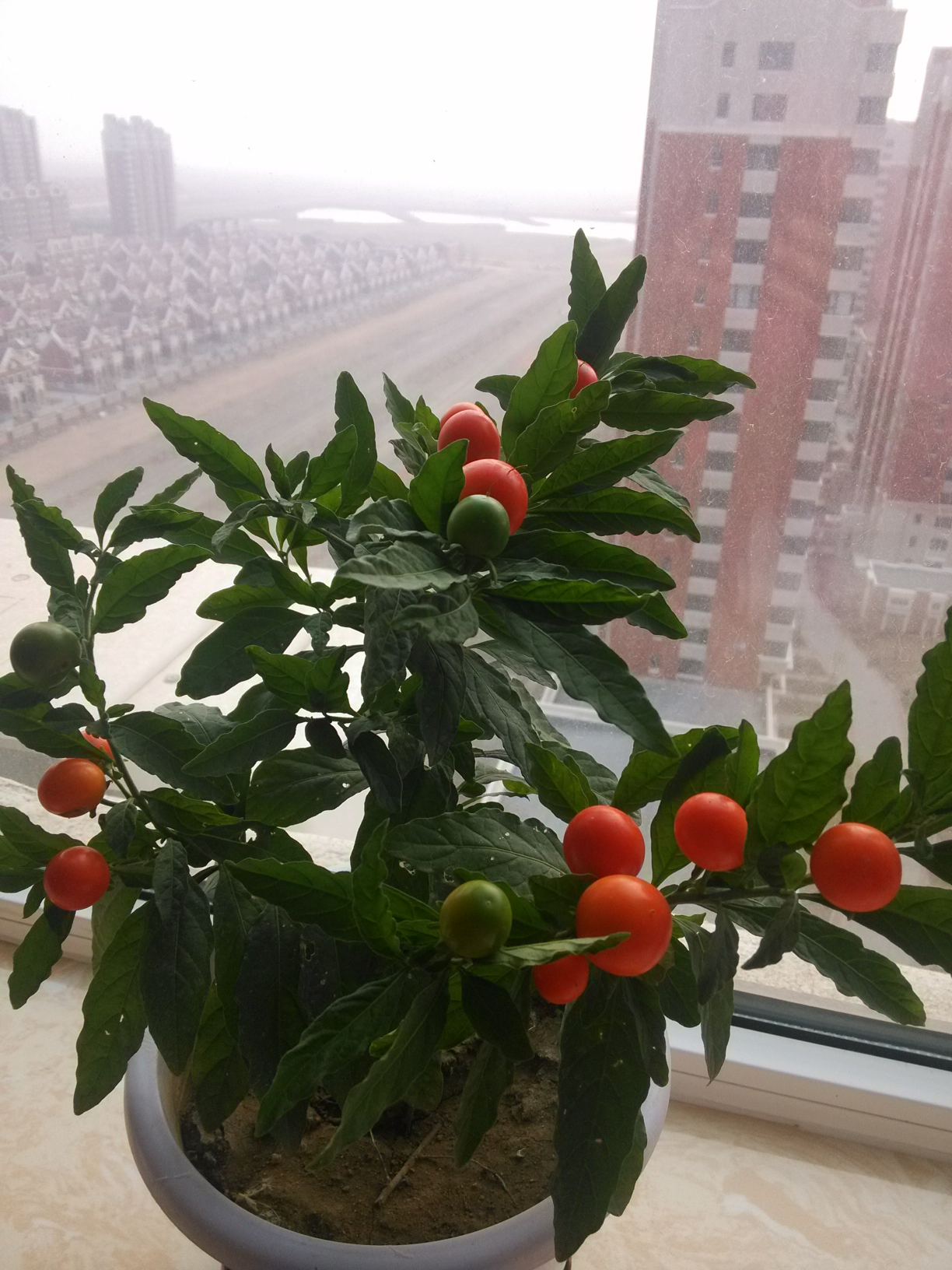 老公新买回来的看豆