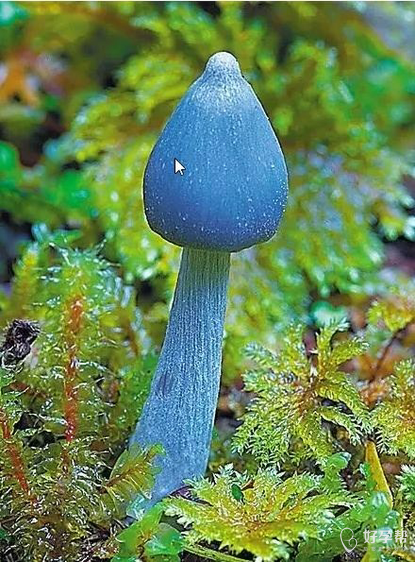 给你们看看,蓝瘦,香菇.