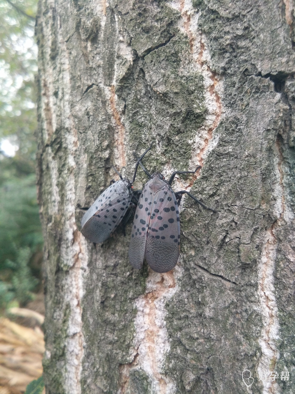 散步又看见了,只有几个,我们这叫花豆娘[大笑][大笑][大笑]2016-10-11