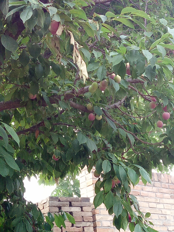 娘家的李子树长满了李子,又大又甜!