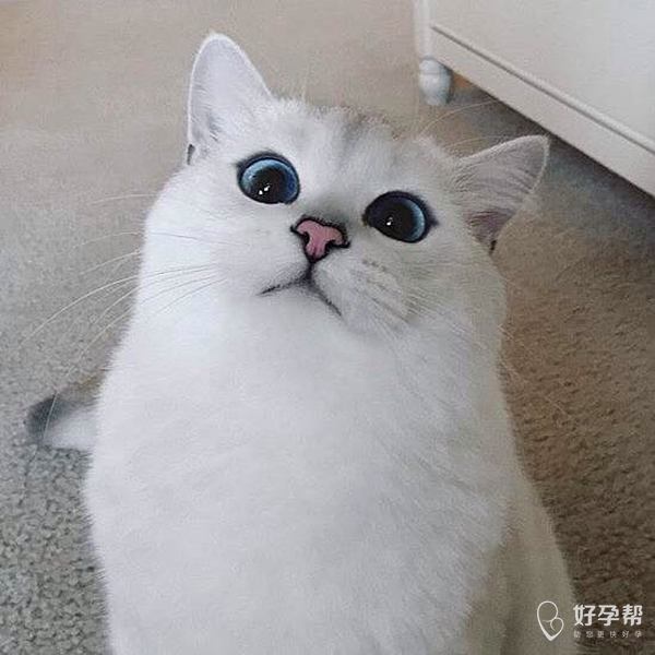 气哭,眼线画了半天还不如这只猫自带的好看