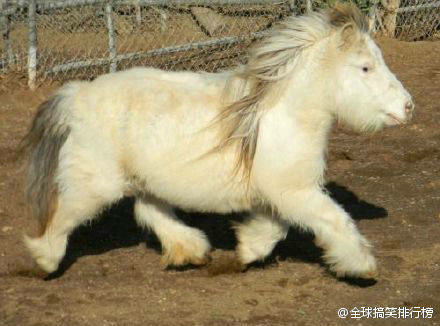 萌萌的小短腿但不是你想的那个小短腿哦σ