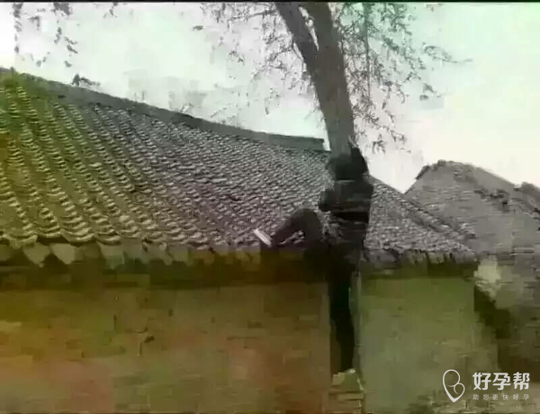 从现在开始上房揭瓦去!