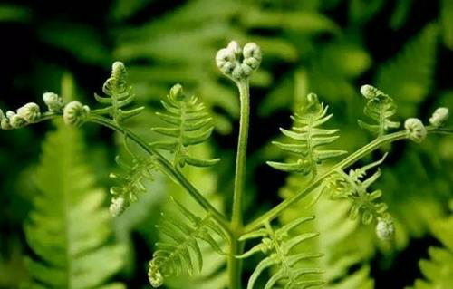 东北纯正"山珍野味"小时候经常吃呢!