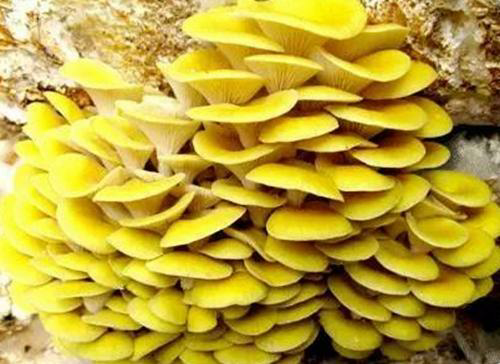 大腿蘑又称美味牛肝菌,因与大腿神似而得名,入菜爽口滑嫩.