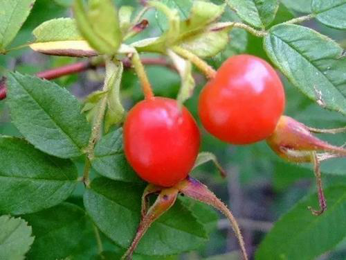 刺泡儿学名刺莓果,酸甜可口,是童年最爱之一.