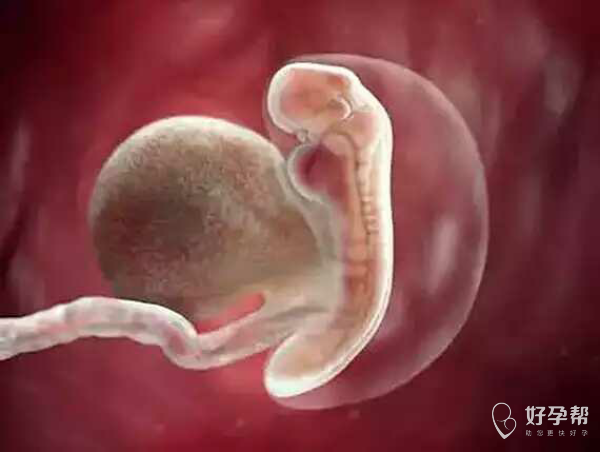 怀孕61天胎儿图片图片