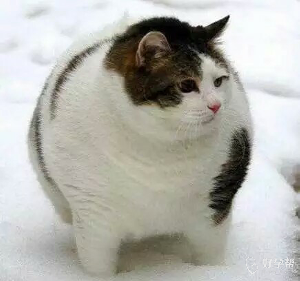 我已然胖成了球如图