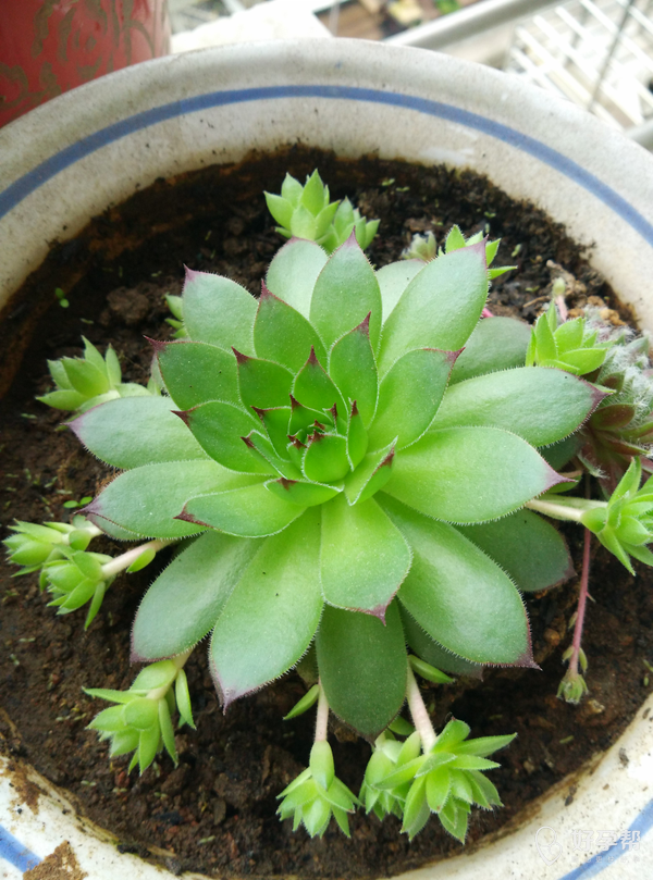 希望能够像我养的观音莲一样开枝散叶