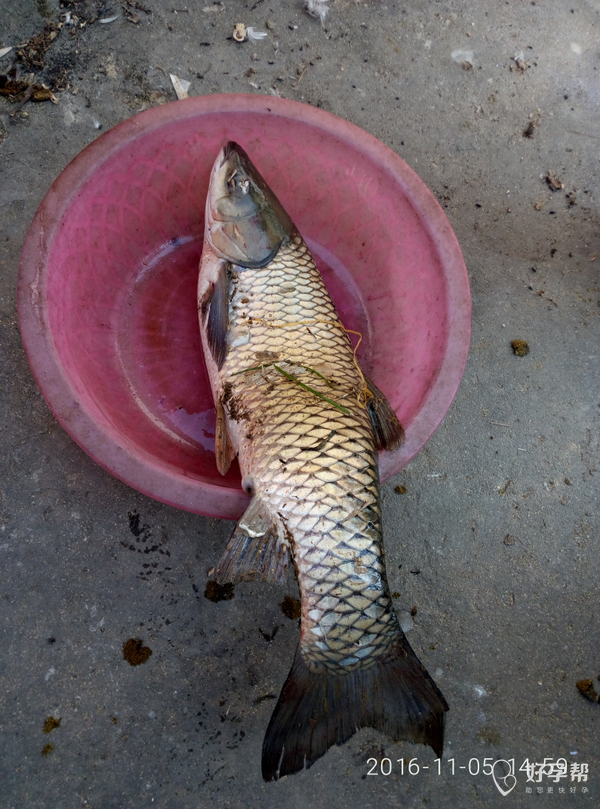 吃大鱼啦啦啦啦啦啦啦