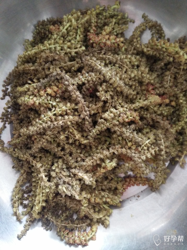 杨树上掉的像毛毛虫一样的东西能吃?