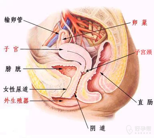 清晰圖解告訴你什麼是子宮前位後位及用什麼姿勢最容易懷孕