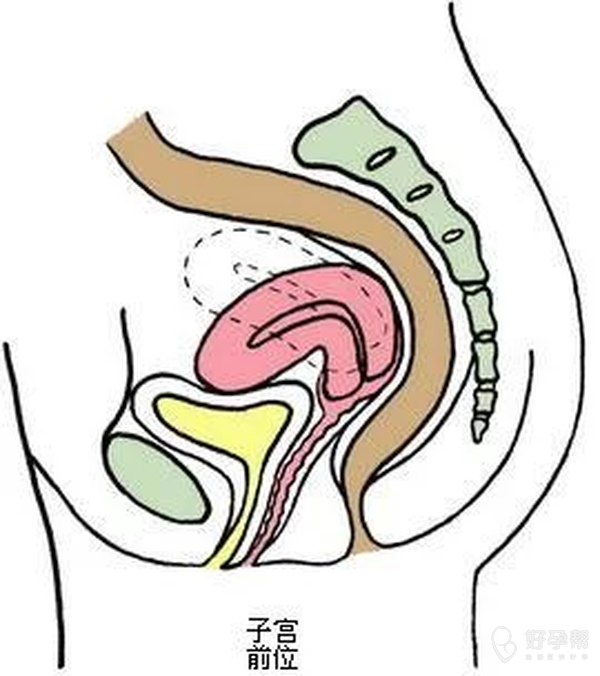 清晰图解告诉你什么是子宫前位后位及用什么姿势最容易怀孕