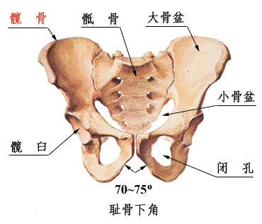 耻骨结节图片位置图图片
