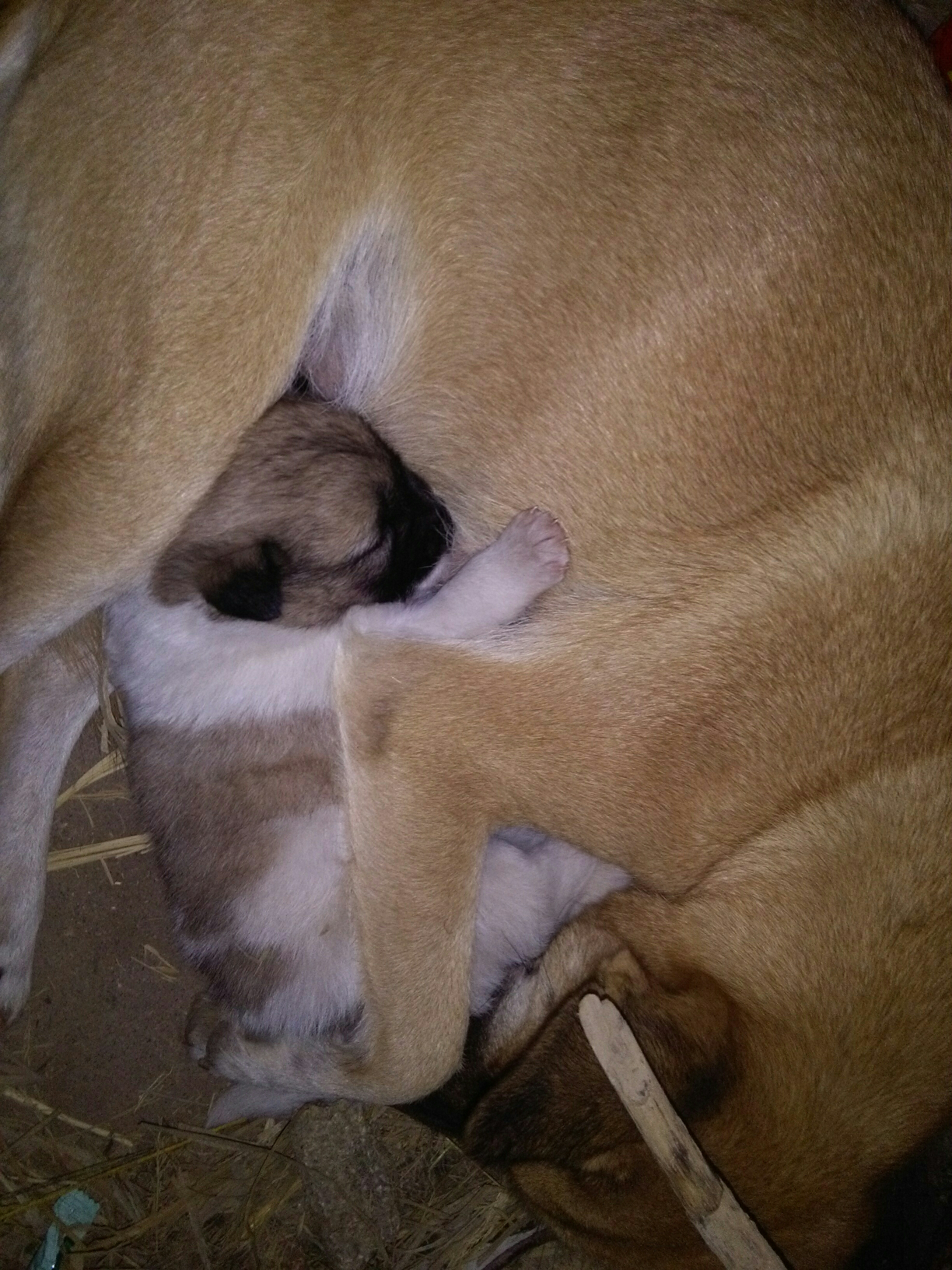 自家大狗生的小狗妈妈不想养