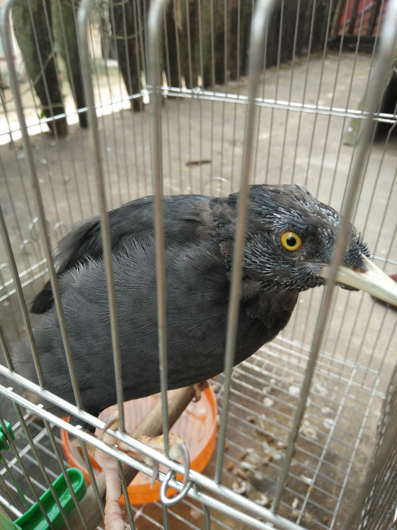 我家八哥头上掉毛了好难看啊