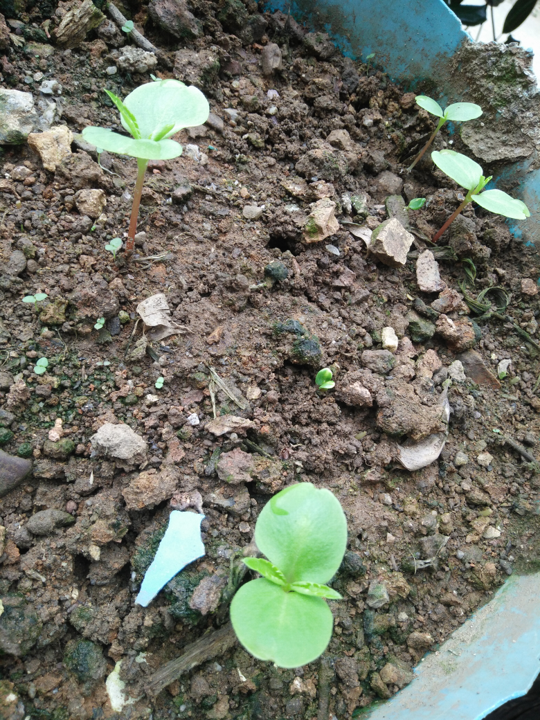 我的金鱼草也出苗了啊