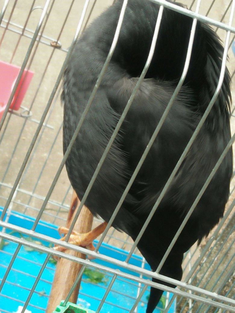 我家八哥的睡姿,我也是醉了