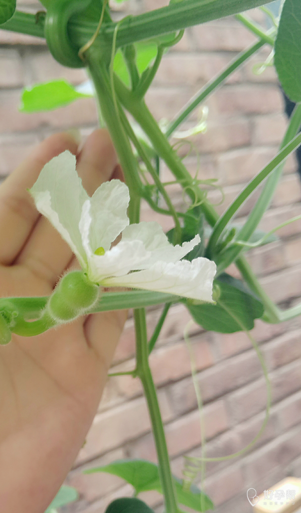 种的小葫芦总算是开花了