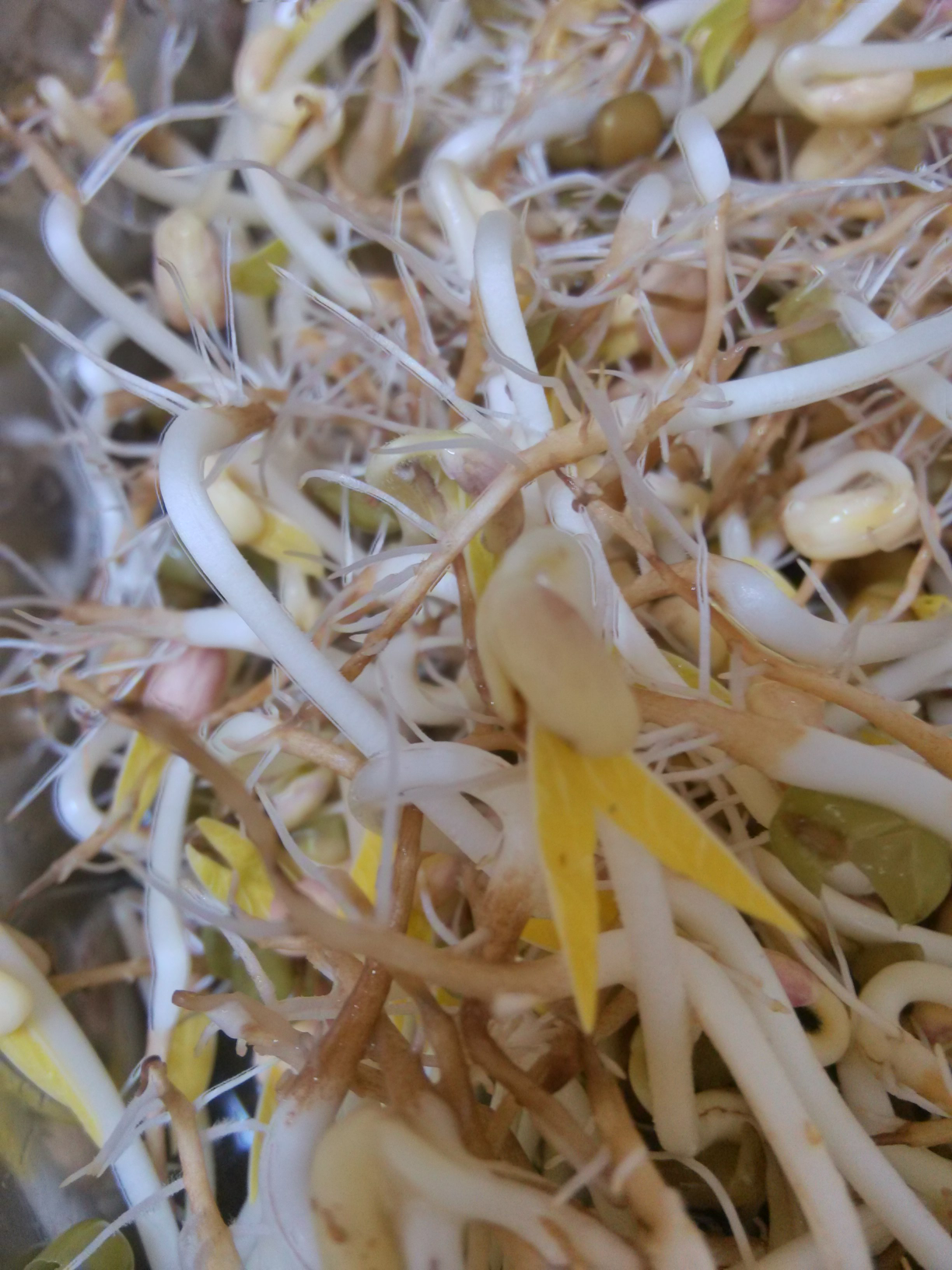 看看自己生的豆芽为什么有许多须根