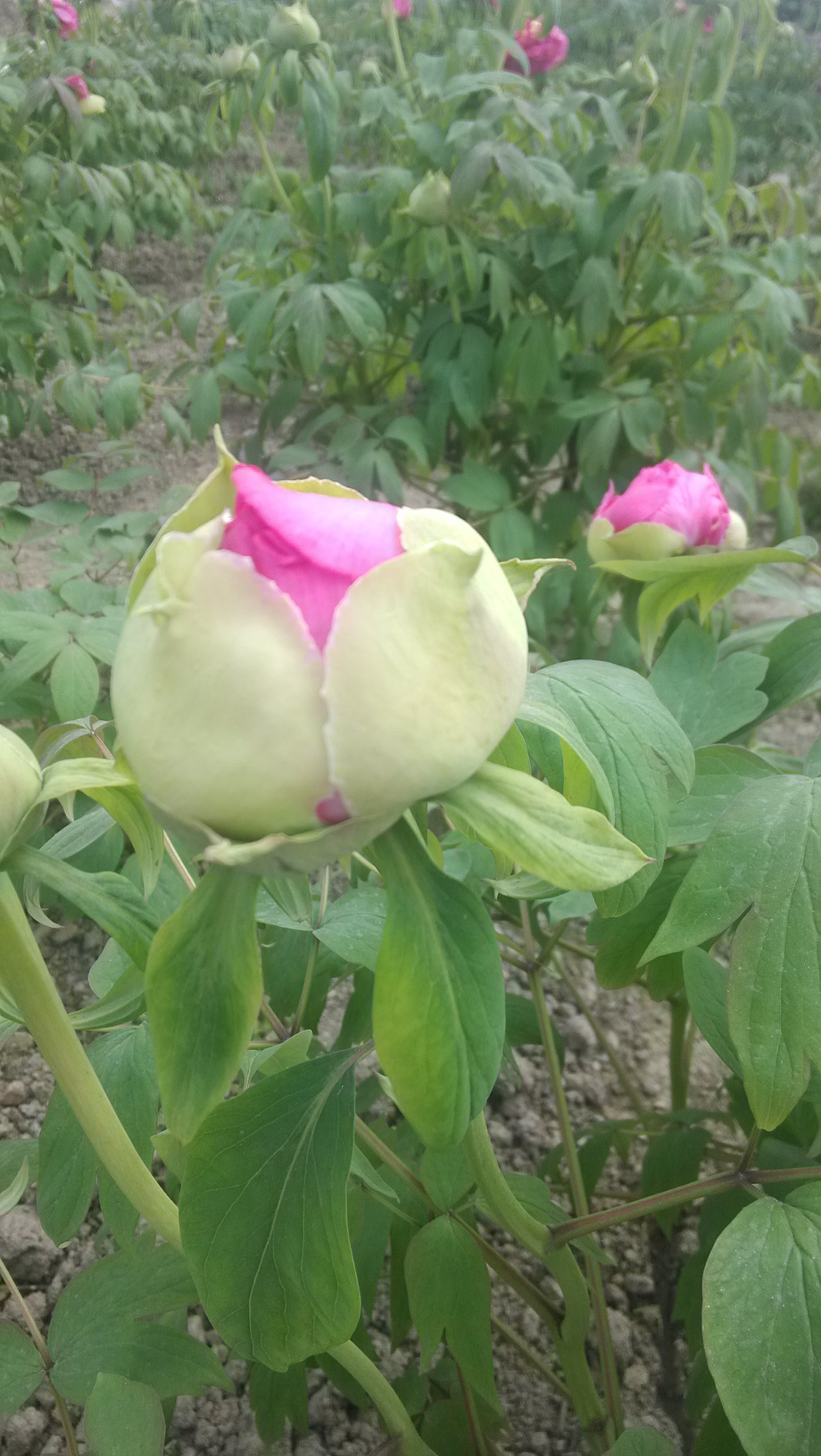 看看牡丹花的花苞是这样的.