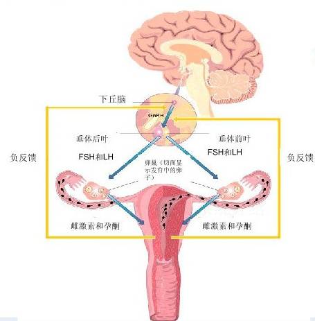 女性性腺轴按摩手法图片