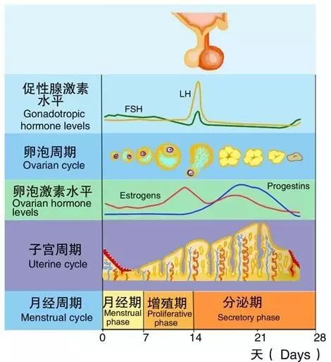 卵巢功能減退的最早徵兆之一,月經週期縮短和不孕雌激素不僅對於女性