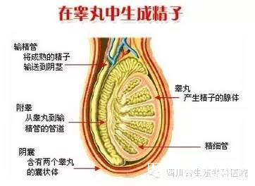 3,先天性畸形:如附睾头,体,尾段缺如,输精管一段或完全缺如,输精管与