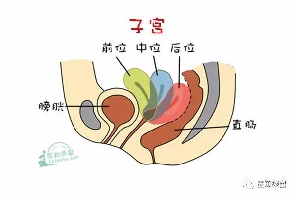 女性子宫位置人体图片