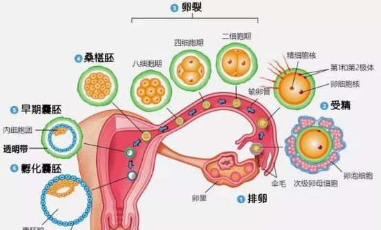 胚胎着床最佳位置图片