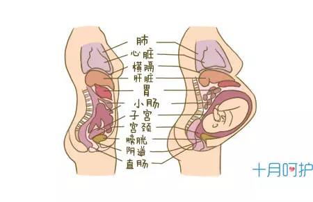 怀孕后肚子内部变化图图片