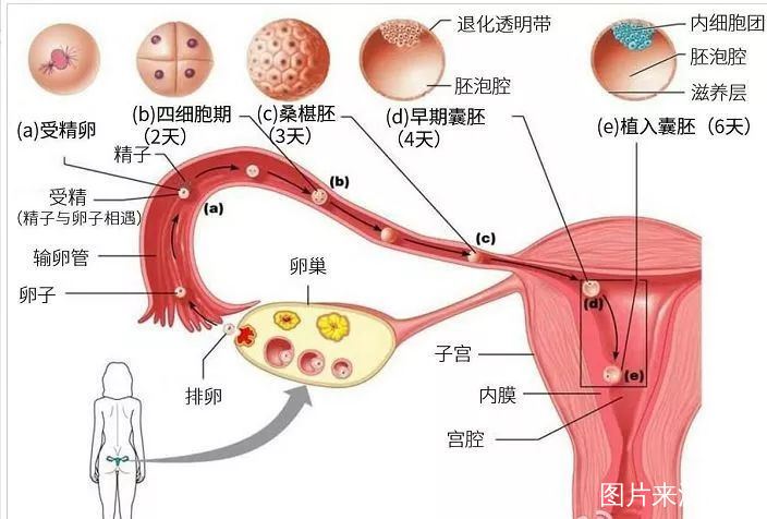 白带增多,成水样透明色 排卵期的女性白带会明显的增多,呈稀薄乳白色