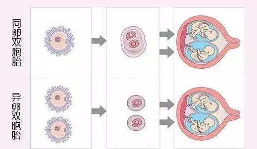 看着别人家的双胞胎特羡慕?怎么怀上双胞胎?