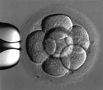 embryo day 3.jpg